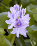 Water Hyacinth 0555